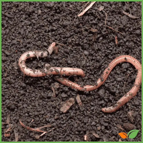 ¿Qué beneficios puede traer el humus de lombriz para tu jardín?